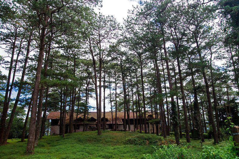 Where Pines Once Stood: Balancing Progress and Nature