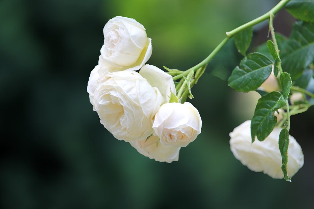 rose, white, rose flower-4280134.jpg